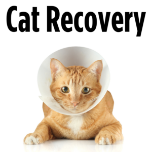 Cat Recovery